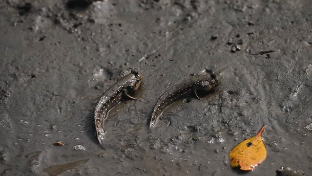 Pair of mudskippers playfully moving about in Sundarbans national park