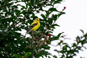 American Goldfinch Perching