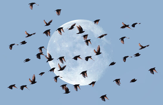 A flock of starling birds in the sky in the background full moon "Elements of this image furnished by NASA"