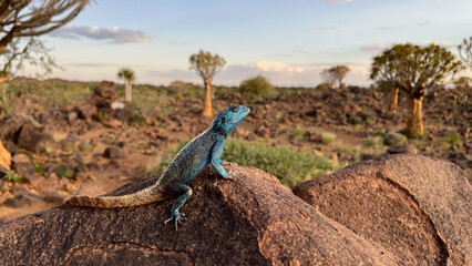 Blue-headed Agama Lizard on a rock