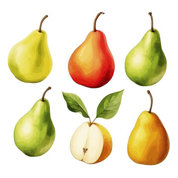 Watercolor Vector Drawing of set pear Fruit with leaves, isolated on white background, Illustration clipart, painting, Graphic.	