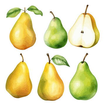 Watercolor Vector painting clipart of a Collection Pear Fruit with leaves, isolated on white background, Illustration design, Graphic art. 