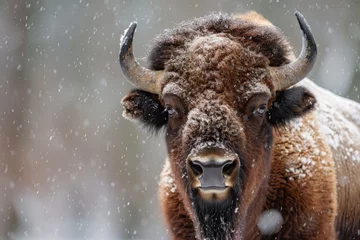 Papier Peint photo autocollant Bison Retrato de bison en la nieve.