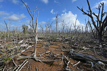 Expanse of dead mangrove trees in Everglades National Park, Florida damaged by Hurricane Irma in...