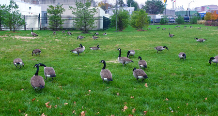 The Canada goose (Branta canadensis), birds graze on green grass near the oceanarium, Philadelphia