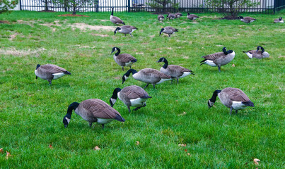The Canada goose (Branta canadensis), birds graze on green grass near the oceanarium, Philadelphia