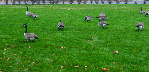 The Canada goose (Branta canadensis), birds graze on green grass near the oceanarium, Philadelphia