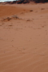 Coral Pink Sand Dunes, Utah