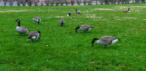 The Canada goose (Branta canadensis), birds graze on green grass near the oceanarium, Philadelphia