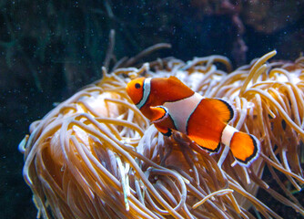 Clown fish, Anemonefish (Amphiprion ocellaris) swim among the tentacles of anemones, symbiosis of...