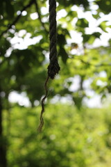 A rope hanging in the woods.