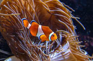 Clown fish, Anemonefish (Amphiprion ocellaris) swim among the tentacles of anemones, symbiosis of...