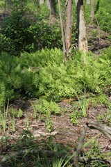 Fototapeta na wymiar Wild ferns growing in the summer green forest.