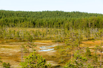 Fototapeta premium Blick über den Hamra Nationalpark in Schweden im Herbst