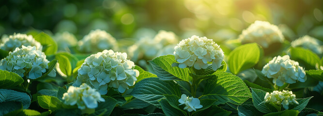 Florale Symphonie im Morgentau: Hortensien im Morgenlicht als Hintergrundbild - 765664834