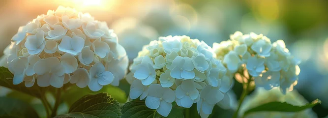Foto op Plexiglas Florale Symphonie im Morgentau: Hortensien im Morgenlicht als Hintergrundbild © Denise
