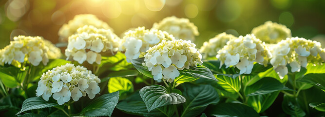 Florale Symphonie im Morgentau: Hortensien im Morgenlicht als Hintergrundbild - 765664862