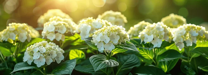 Foto op Plexiglas Florale Symphonie im Morgentau: Hortensien im Morgenlicht als Hintergrundbild © Denise
