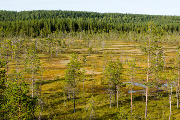 Blick über den Hamra Nationalpark in Schweden im Herbst