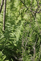 Wild ferns growing in the summer green forest.