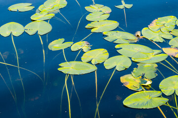 Blätter der Gelben Teichrose (Nuphar lutea) im Herbst