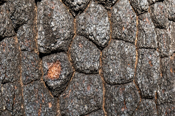 tree bark surface texture, Abstract on tree bark surface, natural tree surface background, arts in the natural tree.