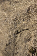 Shallow backwater along the lake shore.