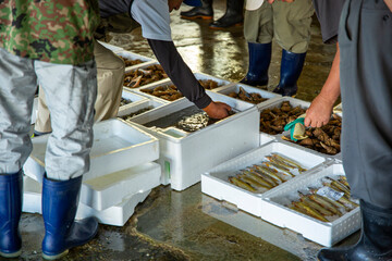 魚市場で競りをする風景