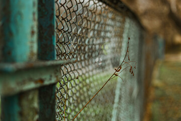 barbed wire fence