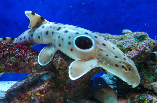 Epaulette shark (Hemiscyllium ocellatum), a shark walking along the bottom with a black eye on its side in an aquarium