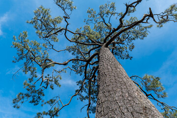 Fototapeta premium under view on pine tree, Ant view concept, Pine tree on blue sky background, Pine tree on the natural mountain, soft focus on the leave tree background