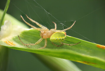spider on the web