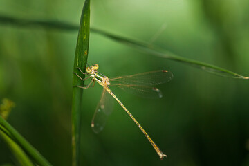 dragonfly resting on a leaf