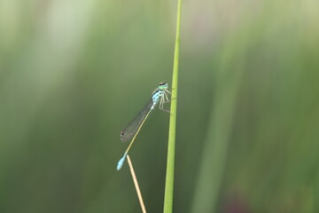 dragonfly on grass