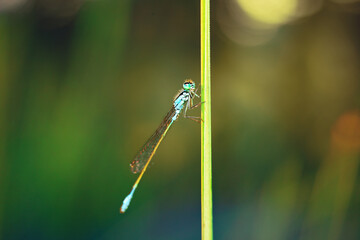 dragonfly on a leaf