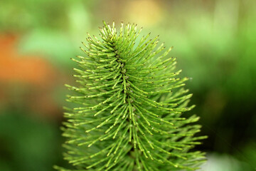 close up of a pine needles