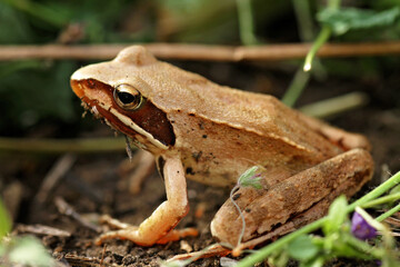 frog in the grass