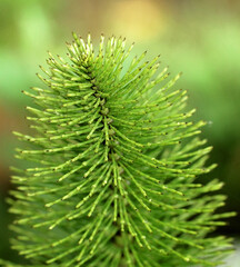 close up of a pine needles