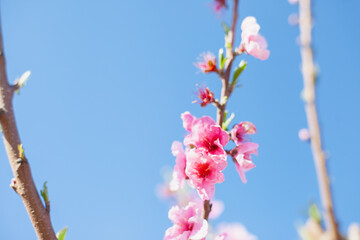 pink blossoms almond or peach trees in bloom closeup on blue sky background copy space left