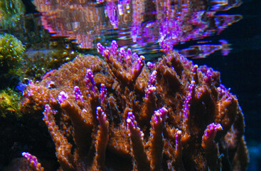 Marine hard calcareous coral with red stinging polyps in a marine aquarium