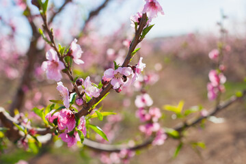 bee on pink blossom of  almond or peach trees in bloom. Bees and pollination concept.