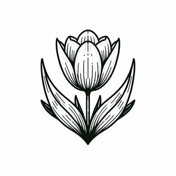 Tulipa flower 