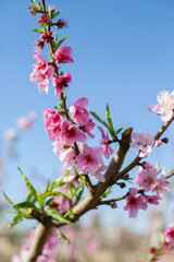 pink blossom on branch closeup almond or peach trees in bloom on blue sky vertical background. 