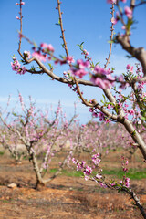 pink almond or peach trees in bloom. Agriculture industry  garden or orchard in Spain. 
