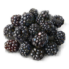 blackberry on a white background