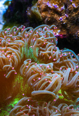 Macrodactyla sp. - The fluttering tentacles of an anemone in a marine aquarium. New Jersey, USA
