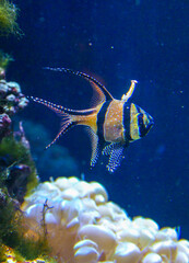 Banggai cardinal fish (Pterapogon kauderni), colorful fish in a coral aquarium