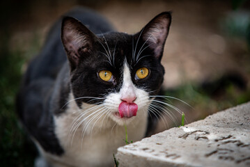 Gato sacando la lengua, gato negro y blanco 