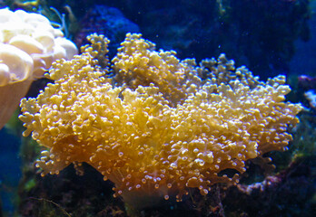 Frogspawn, Euphyllia divisa, Euphyllidae, Indo-pacific Ocean