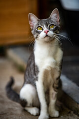 Gato a el aire libre.